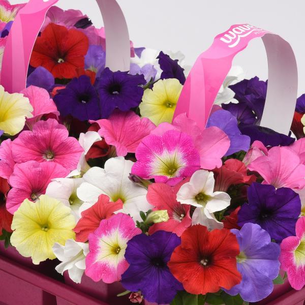 Spreading Petunia E3 Easy Wave® Formula Mixture Improved - Bloom