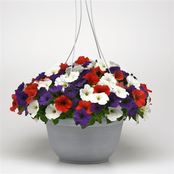 Spreading Petunia E3 Easy Wave Red White and Blue Mixture - Basket