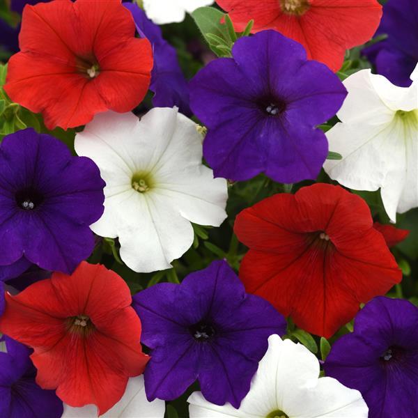 Spreading Petunia E3 Easy Wave® Red White and Blue Mixture - Bloom