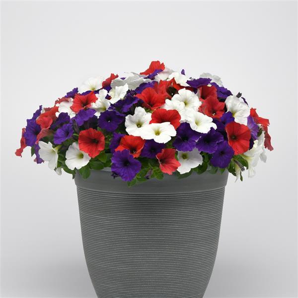 Spreading Petunia E3 Easy Wave Red White and Blue Mixture - Container