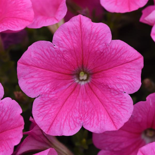 Spreading Petunia E3 Easy Wave® Pink Cosmo - Bloom