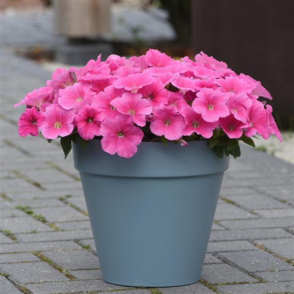 Spreading Petunia E3 Easy Wave Pink Cosmo - Container