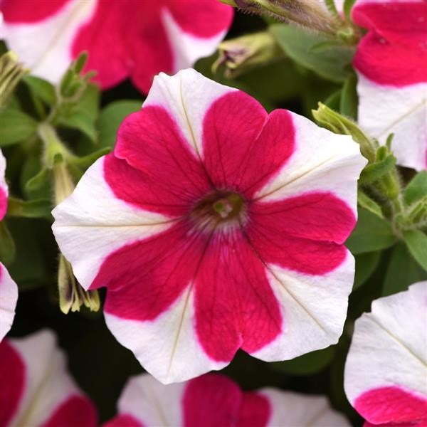 Spreading Petunia E3 Easy Wave® Rose Charm - Bloom