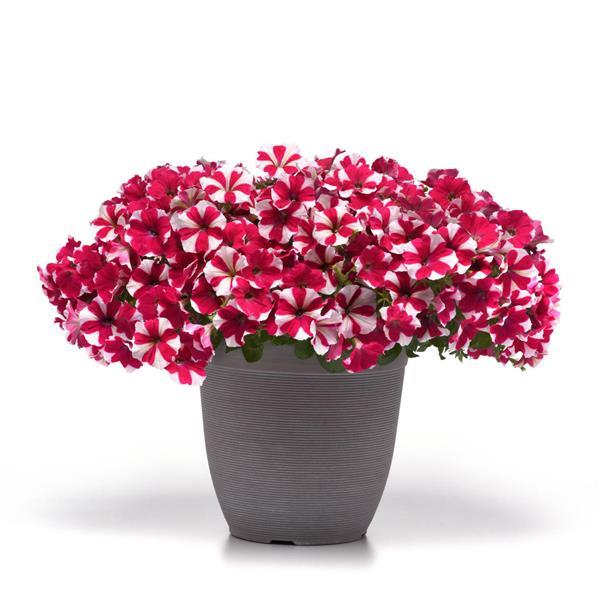 Spreading Petunia E3 Easy Wave Rose Charm - Container