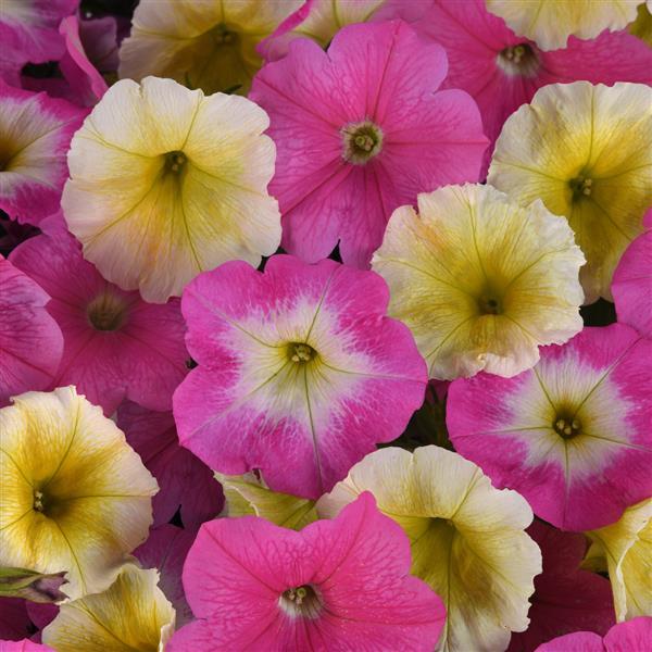 Spreading Petunia E3 Easy Wave® Sweet Taffy Mixture - Bloom