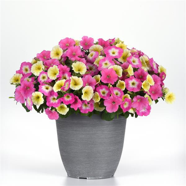 Spreading Petunia E3 Easy Wave Sweet Taffy Mixture - Container