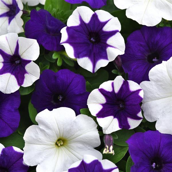 Spreading Petunia E3 Easy Wave® Déjà Vu Mixture - Bloom