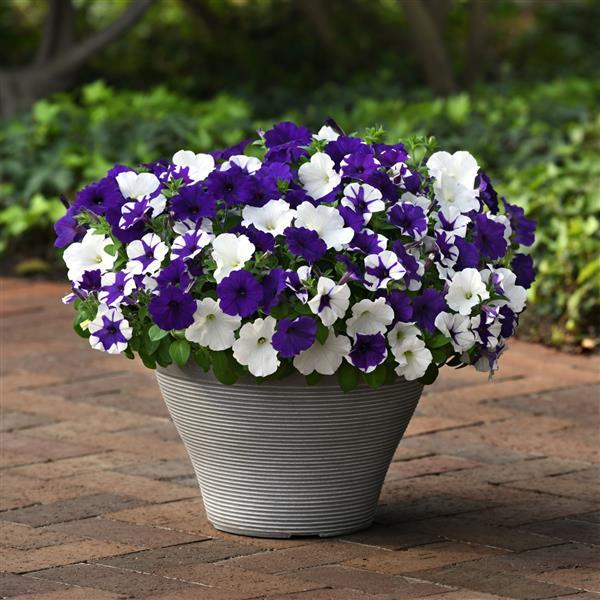 Spreading Petunia E3 Easy Wave Déjà Vu Mixture - Container