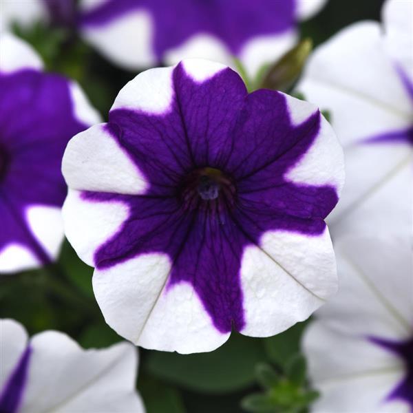 Spreading Petunia E3 Easy Wave® Midnight Marble - Bloom