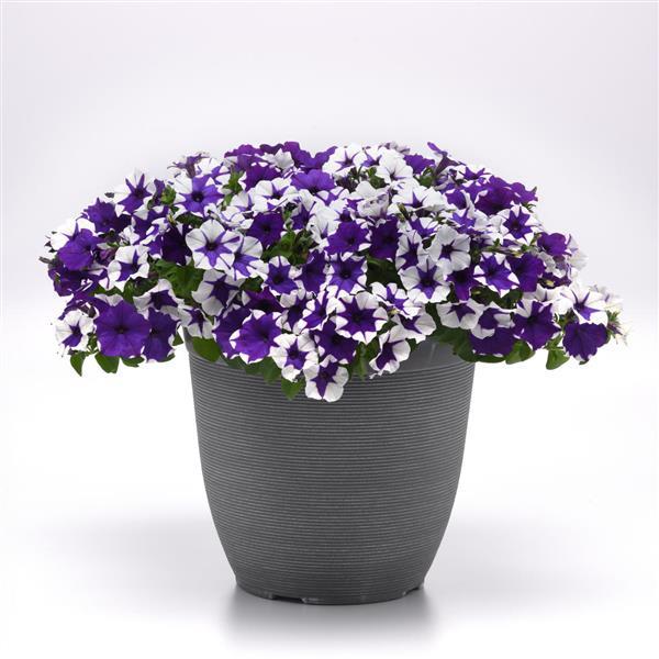Spreading Petunia E3 Easy Wave Midnight Marble - Container