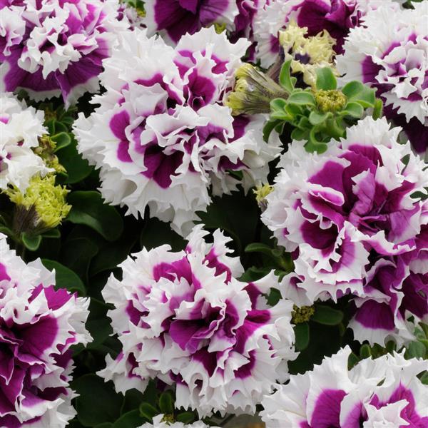 Double Petunia Pirouette Purple - Bloom