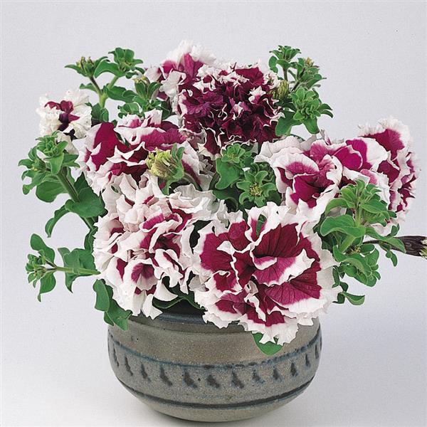 Double Petunia Pirouette Purple - Container