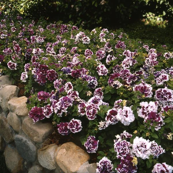 Double Petunia Pirouette Purple - Landscape