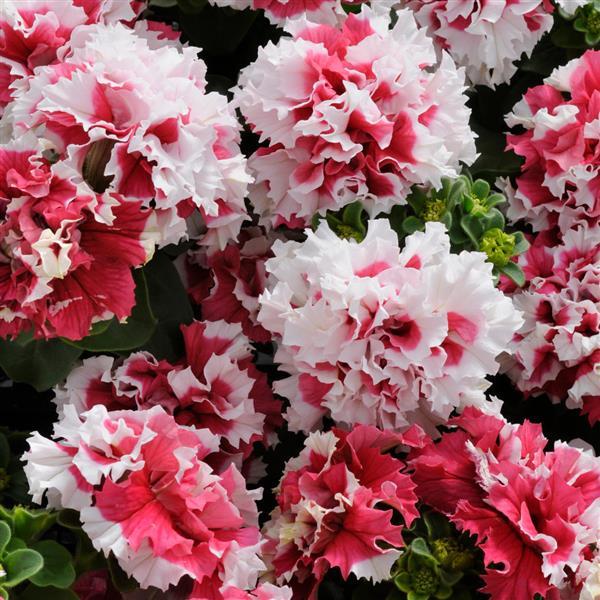Double Petunia Pirouette Red - Bloom