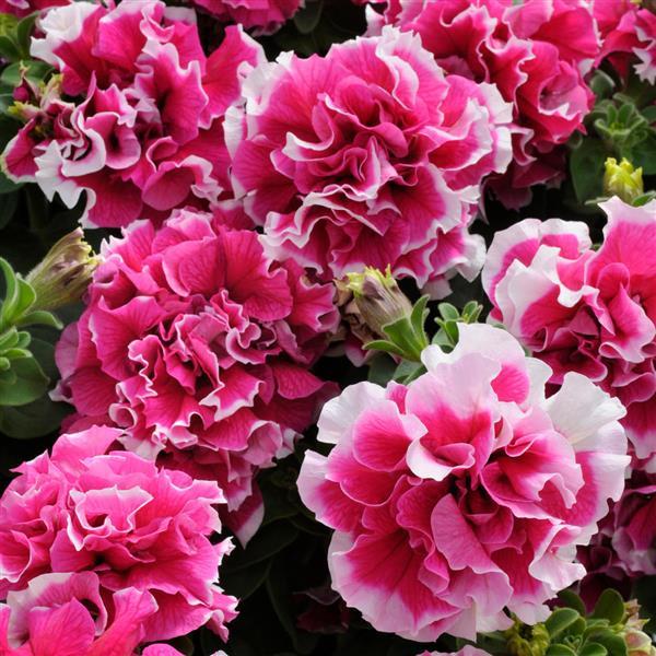 Double Petunia Pirouette Rose - Bloom
