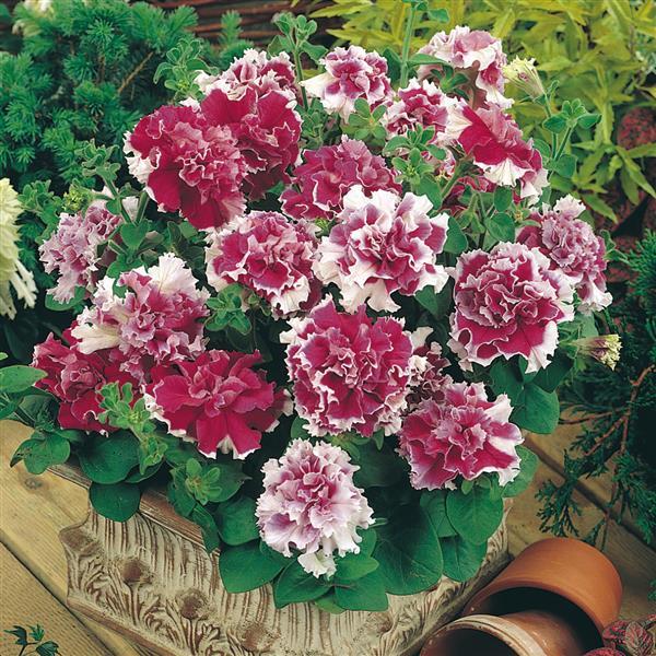 Double Petunia Pirouette Rose - Container