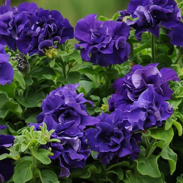 Double Petunia Double Cascade Blue - Bloom