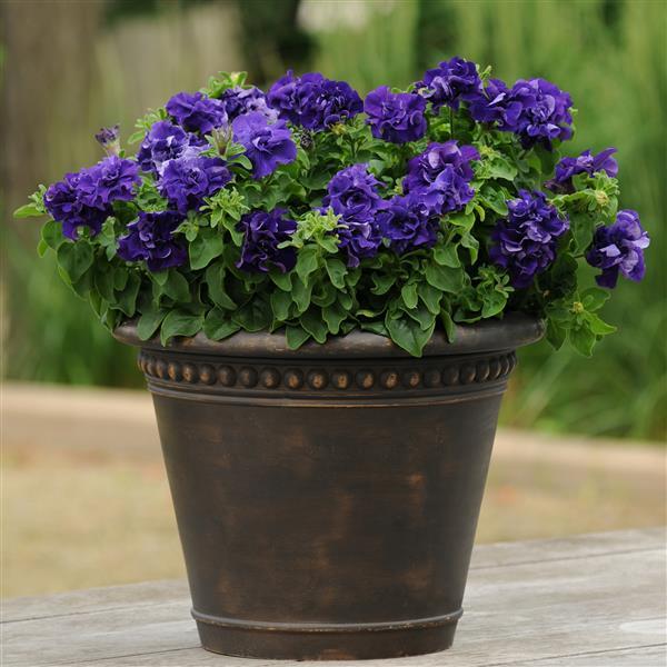 Double Petunia Double Cascade Blue - Container