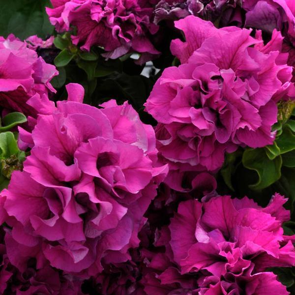 Double Petunia Double Cascade Burgundy - Bloom