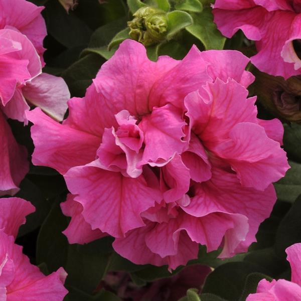 Double Petunia Double Cascade Pink - Bloom