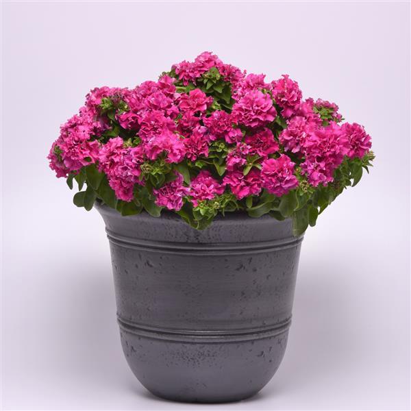 Double Petunia Double Cascade Pink - Container