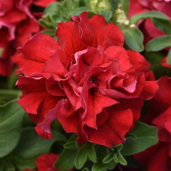 Double Petunia Double Cascade Valentine - Bloom