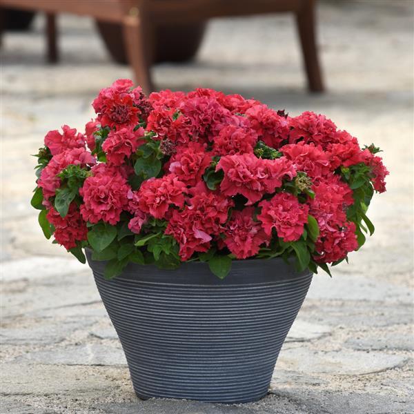 Double Petunia Double Cascade Valentine - Container