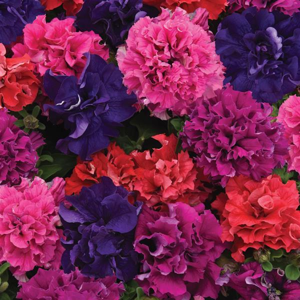 Double Petunia Double Cascade Bold Mixture - Bloom