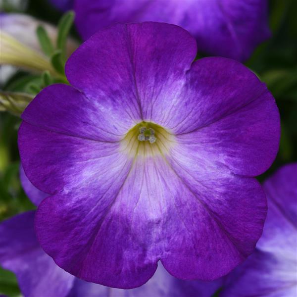 PLANT NAME Bloom