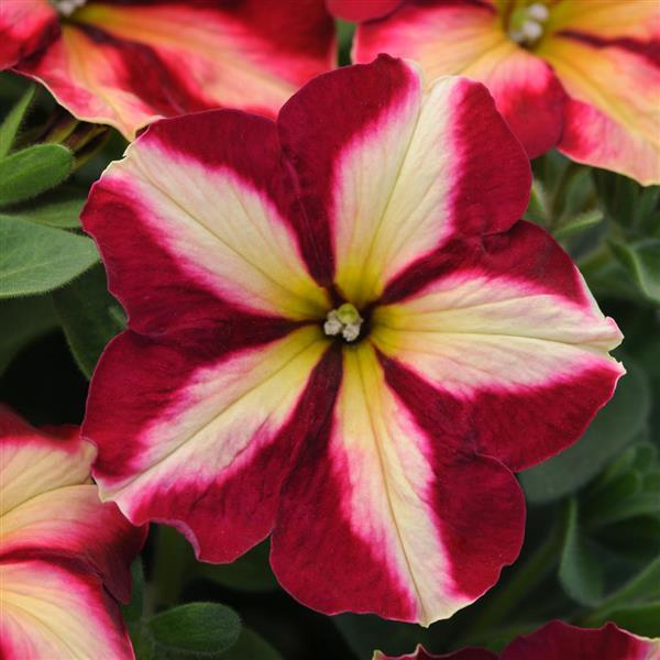 PLANT NAME Bloom