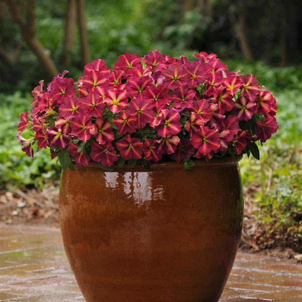 PLANT NAME Container