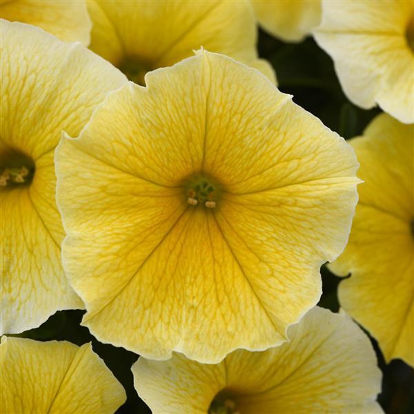 PLANT NAME Bloom