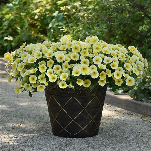 PLANT NAME Container