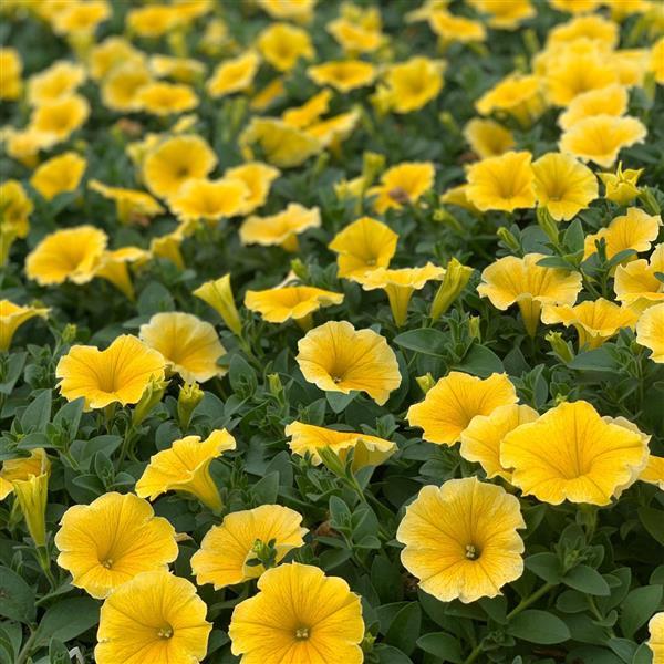 PLANT NAME Landscape