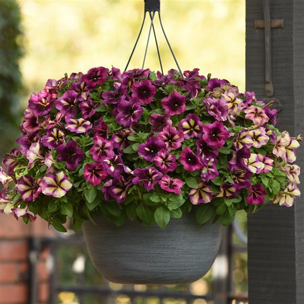 PLANT NAME Basket
