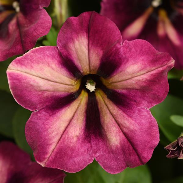 PLANT NAME Bloom