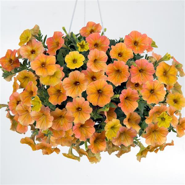 PLANT NAME Basket
