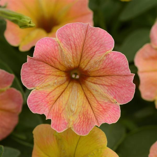 PLANT NAME Bloom