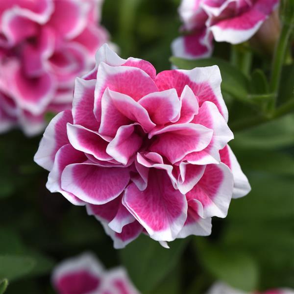 Double Petunia Pink Diamond