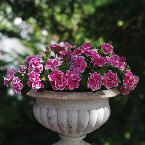 PLANT NAME Container