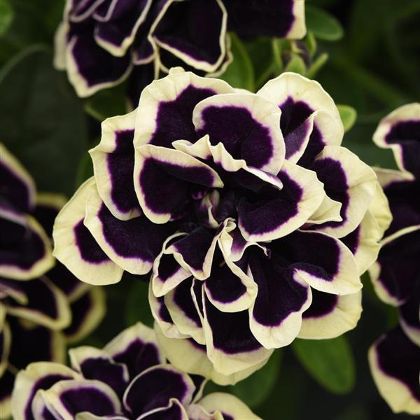 PLANT NAME Bloom