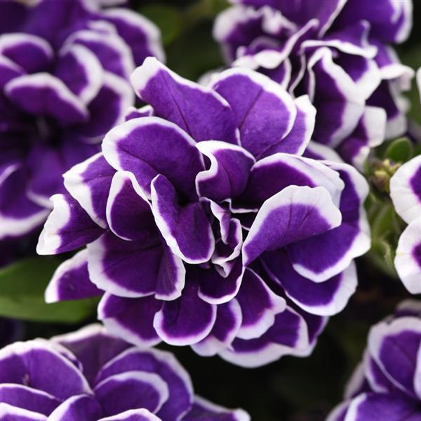 Double Petunia Frosted Sapphire