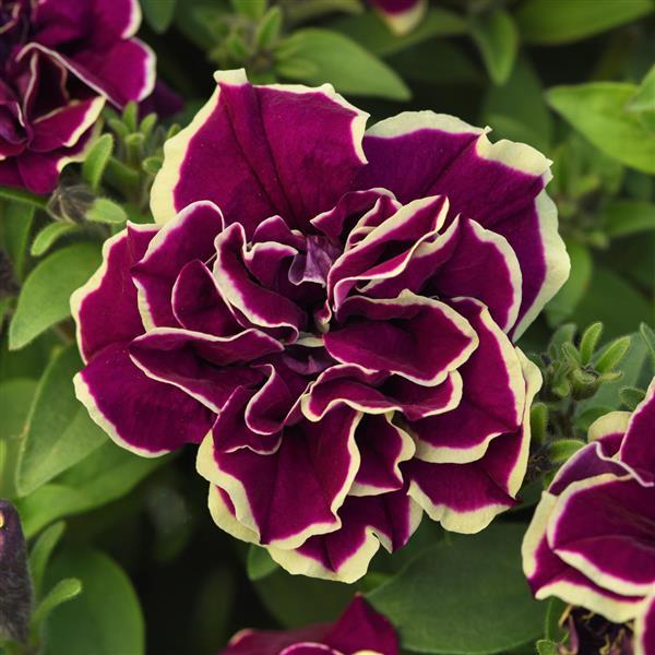 Double Petunia Radiant Ruby