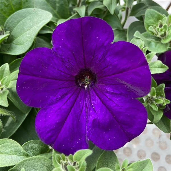 Petunia Headliner™ Blue - Bloom