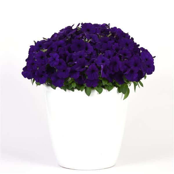Petunia Headliner Blue - Container