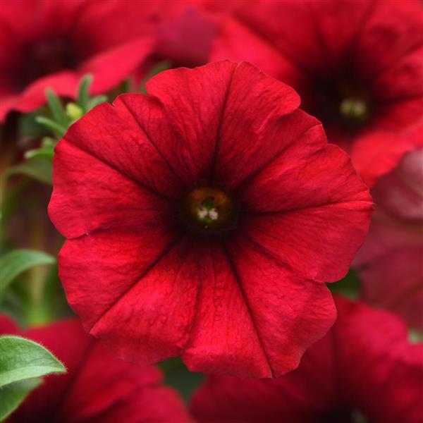 Petunia Headliner™ Crimson - Bloom