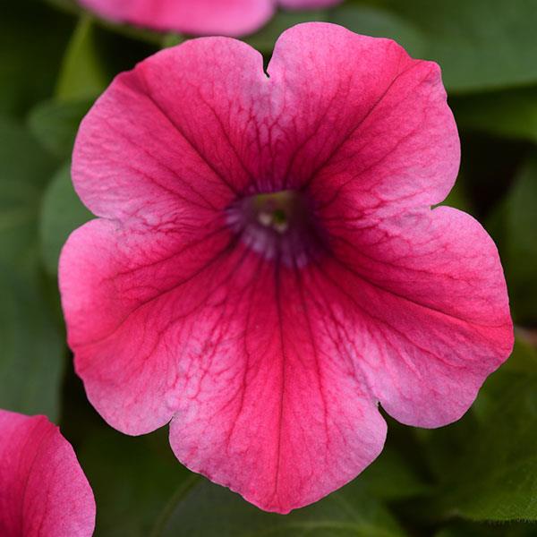 Petunia Headliner™ Lipstick - Bloom