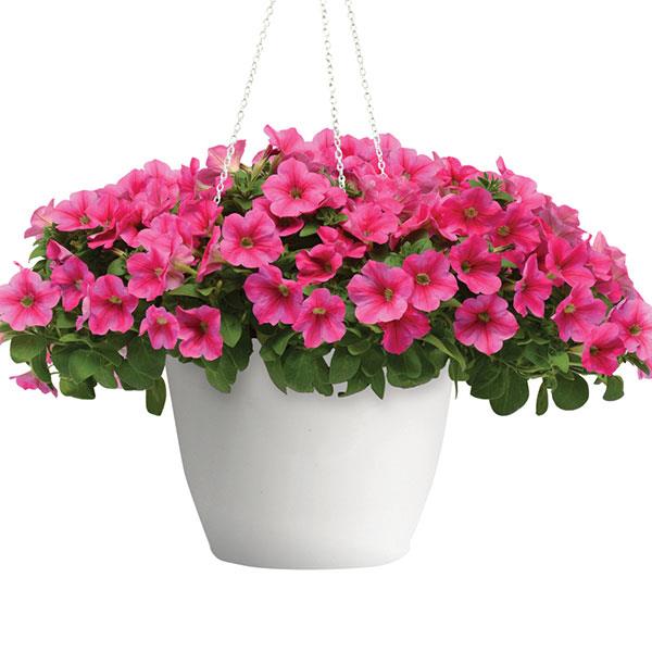 Petunia Headliner Lipstick - Container