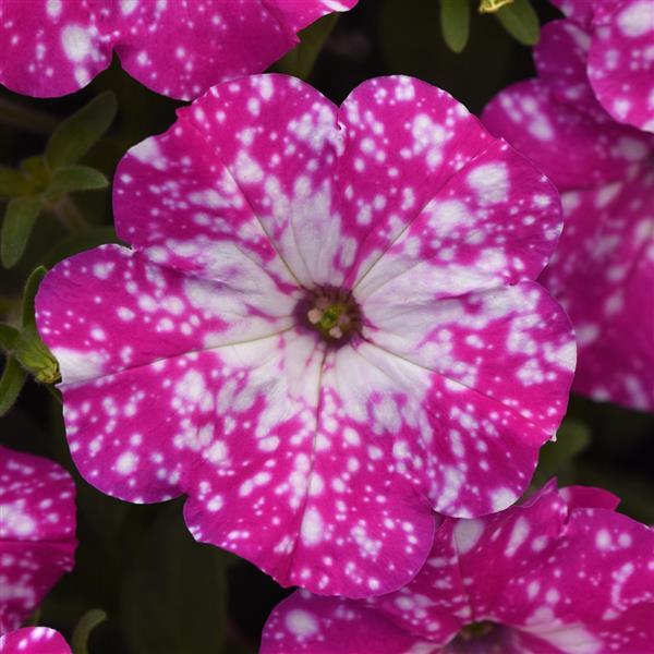 Petunia Headliner™ Pink Sky - Bloom