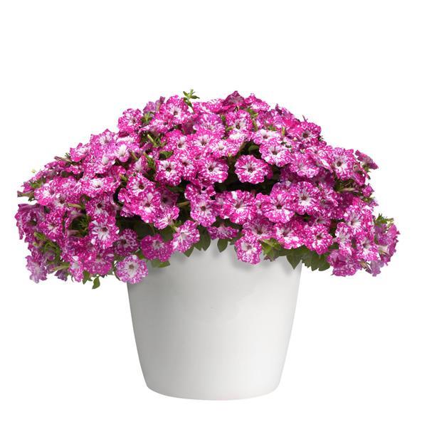 Petunia Headliner Pink Sky - Container